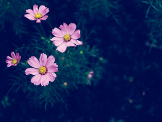wildflowers, herbs, leaf. collection garden and wild, forest herb, flowers, branches lowers in the garden .nature background with copy space