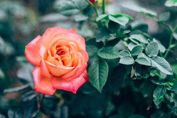 close up Pink roses in the garden . Valentine background