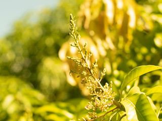 soft focus close up mango flower blooming.