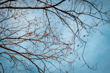 Tree Branch on blue Winter Sky.