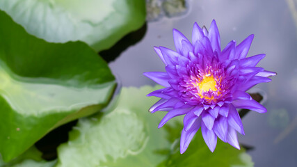 Violet lotus blooming in the pond . Bright Purple Lotus flowers  In The Pond .