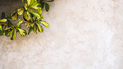 white plaster texture surface background with green leaves copy space.