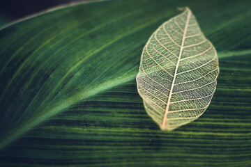 White transparent skeleton leaf with beautiful texture on a turquoise abstract background on glass