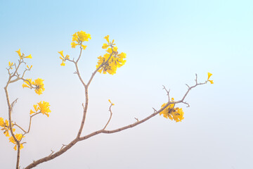 yellow flowers blossom in spring summer  time on blue sky background.