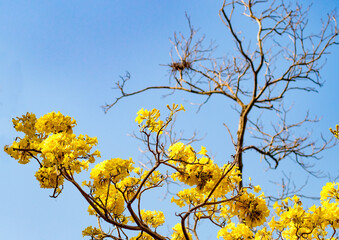 yellow blossom Flower spring summer time against a background of the blue sky beautiful nature