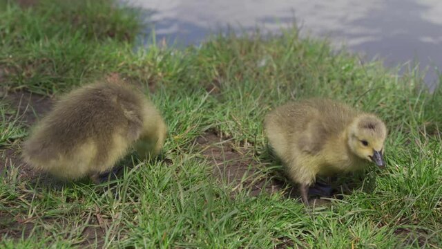 Closeup shot of young baby goose goslings eating from the grass