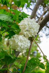 Blooming spring flowers. Large beautiful white balls of blooming Viburnum opulus Roseum (Boule de Neige). White Guelder Rose or Viburnum opulus Sterilis, Snowball Bush, European Snowball.