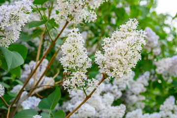 Blooming spring flowers. Beautiful flowering flowers of lilac tree. Spring concept. The branches of lilac on a tree in a garden.