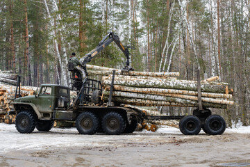 Obraz premium Special vehicles for transporting timber. Loading birch logs onto special vehicles. Wood industry.