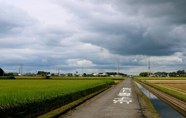 Fototapeta na wymiar 秋　稲作　収穫の時期　曇り空　風景