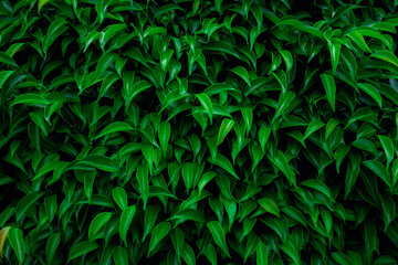 Fototapeta na wymiar Full Frame of Green Leaves Pattern Background, Nature Lush Foliage Leaf Texture , tropical leaf