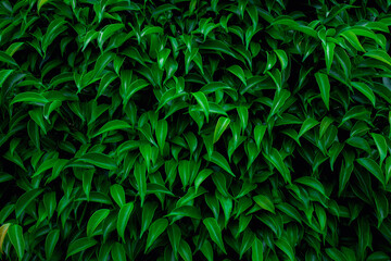 Full Frame of Green Leaves Pattern Background, Nature Lush Foliage Leaf  Texture , tropical leaf