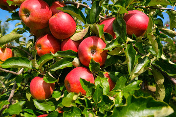 red apples on branch. Autumn harvest, Orchard