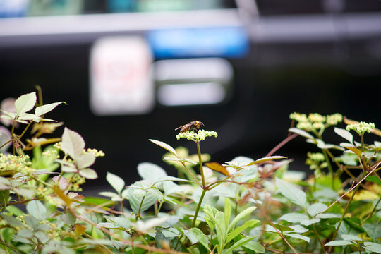 14 件の最適な ビンボウカズラ 画像 ストック写真 ベクター Adobe Stock