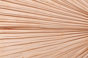 Close up of dried natural palm tree leaf