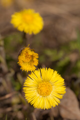 spring flowers of a coltsfoot