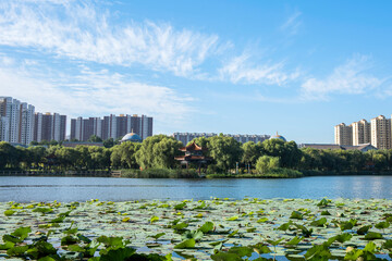Waterfront city skyline over lotus Pond under blue sky and white clouds