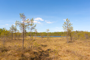 small lake and a swamp