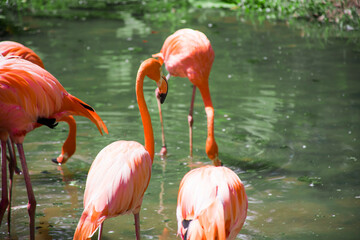 Flock of pink flamingos are bent over for food from the water.