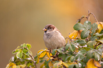 sparrow on a branch of wild rose