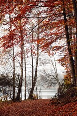 Nebel am See | Herbst