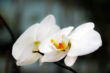 Naklejka na ściany i meble Close-up of a flowering white orchid, a houseplant.