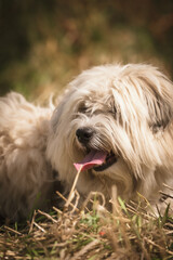 Kartoffelernte in Deutschland, süßer Hund auf dem Feld