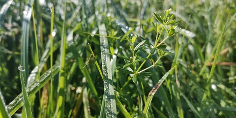 green wheat field