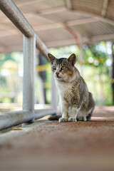 Obraz premium A wild cat with a funny face