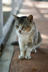 A wild cat with a funny face