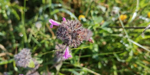 butterfly on thistle