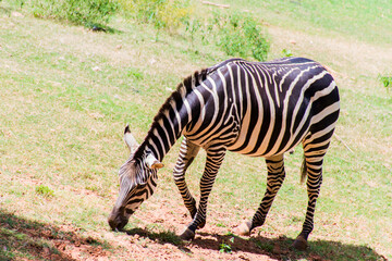 A zebra is standing and grazes on the ground.