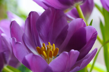 Close-up on a flowering tulip. Congratulations on the holiday.