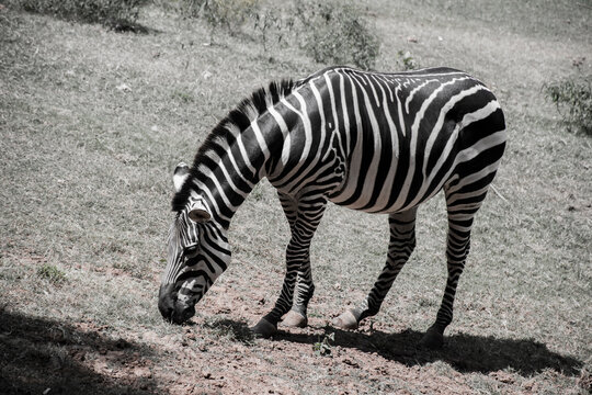 A black-and-white image of a zebra grazing on the ground.