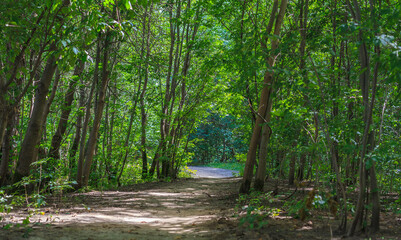 A road in the forest in summer