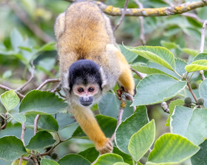 Naklejka na ściany i meble squirrel monkey on tree