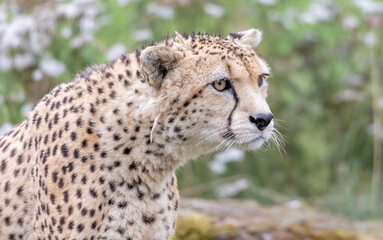cheetah stare