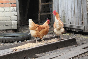 chickens peck from a wooden grain feeder in a village yard 