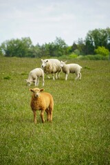 Schaf in Nordfriesland