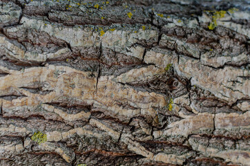 Tree bark texture close up