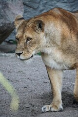 Löwin