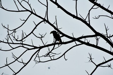 birds on branches