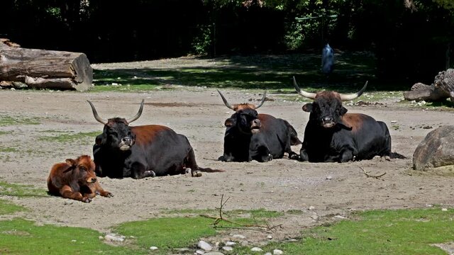 Heck cattle, Bos primigenius taurus, claimed to resemble the extinct aurochs. Domestic highland cattle seen in a German park