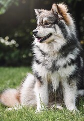 Portrait of a purebred Finnish Lapphund dog