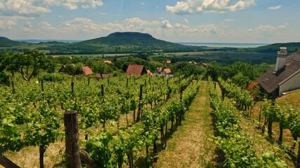 Cultivated grapevines in a vinery in early summer or spring. Famous wine region Badacsony, Hungary, Balaton.