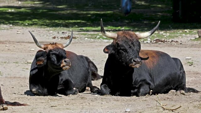 Heck cattle, Bos primigenius taurus, claimed to resemble the extinct aurochs. Domestic highland cattle seen in a German park