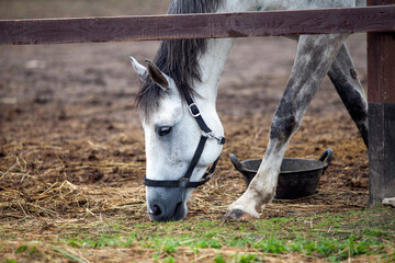Closeup Portrait of a gray horse eating grass in the paddock pasture.