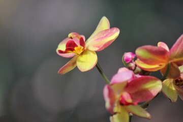 red and yellow orchid