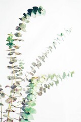 Eukalyptus 
