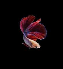 A betta fish is a small, freshwater fish that is brightly colored
has long fins and sometimes called a Siamese fighting fish.
This is one of kind betta fish called Double Tail Halfmoon Betta Fish.